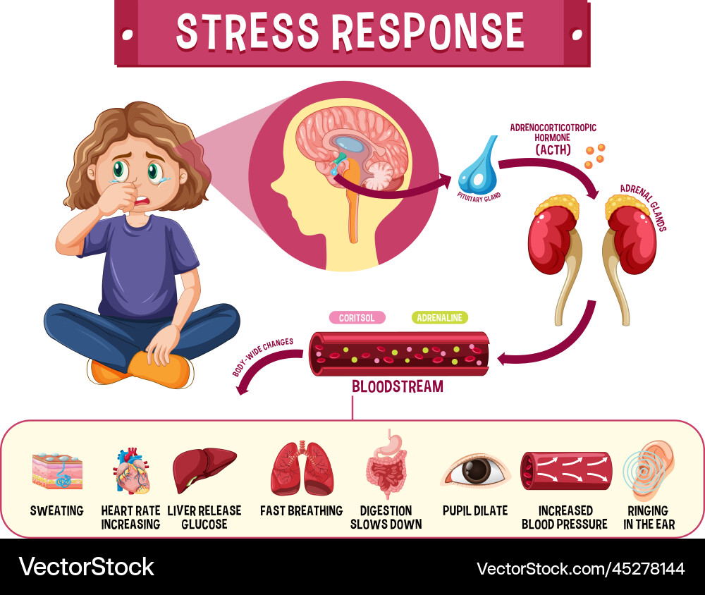 Stress response system scheme vector image