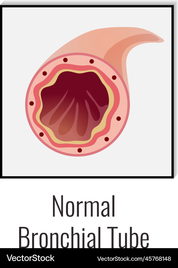 Normal bronchial tube composition Normal bronchial tube composition vector image