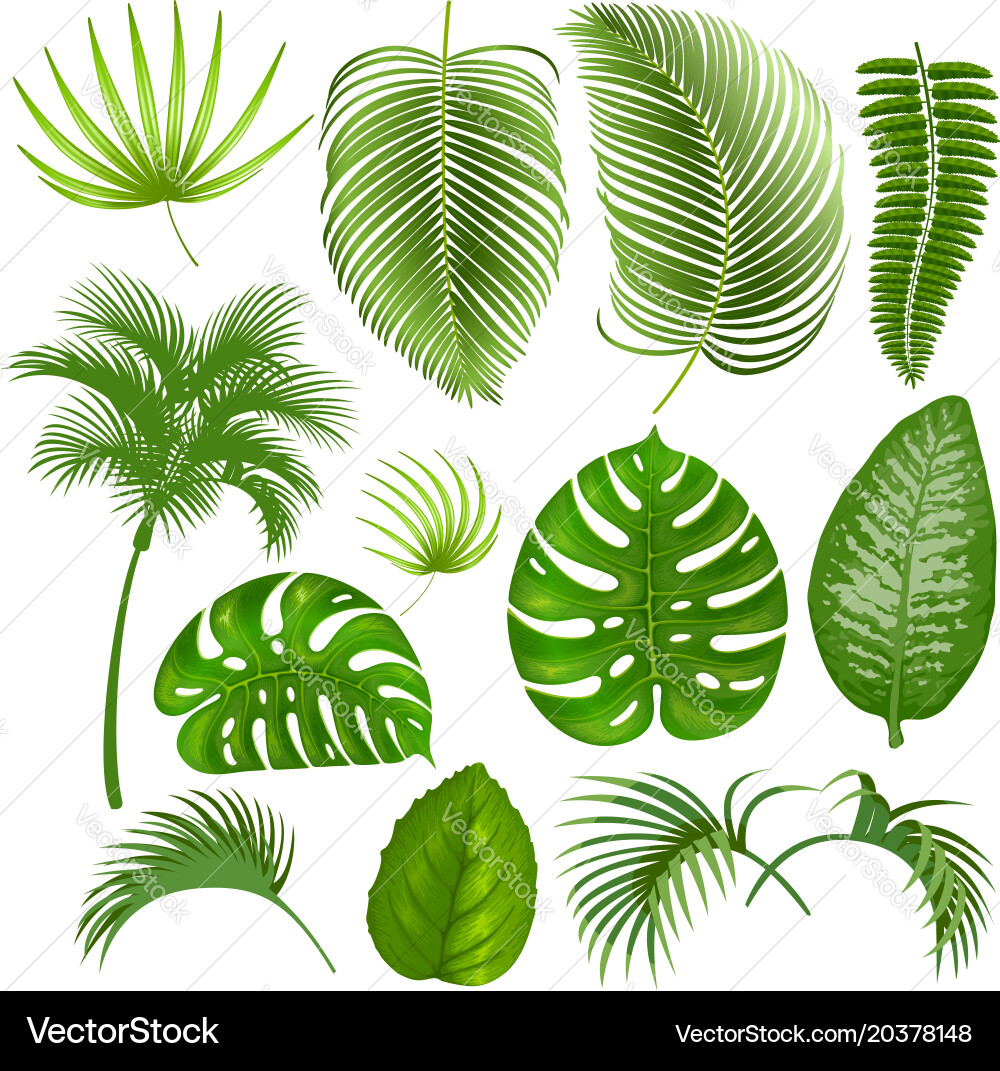 Tropical Palm Leaves Set Vector Image