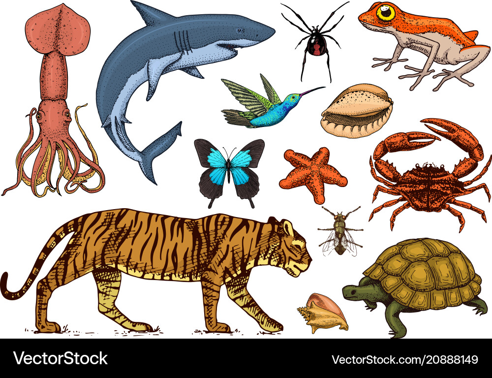 Set of animals reptile and amphibian mammal vector image