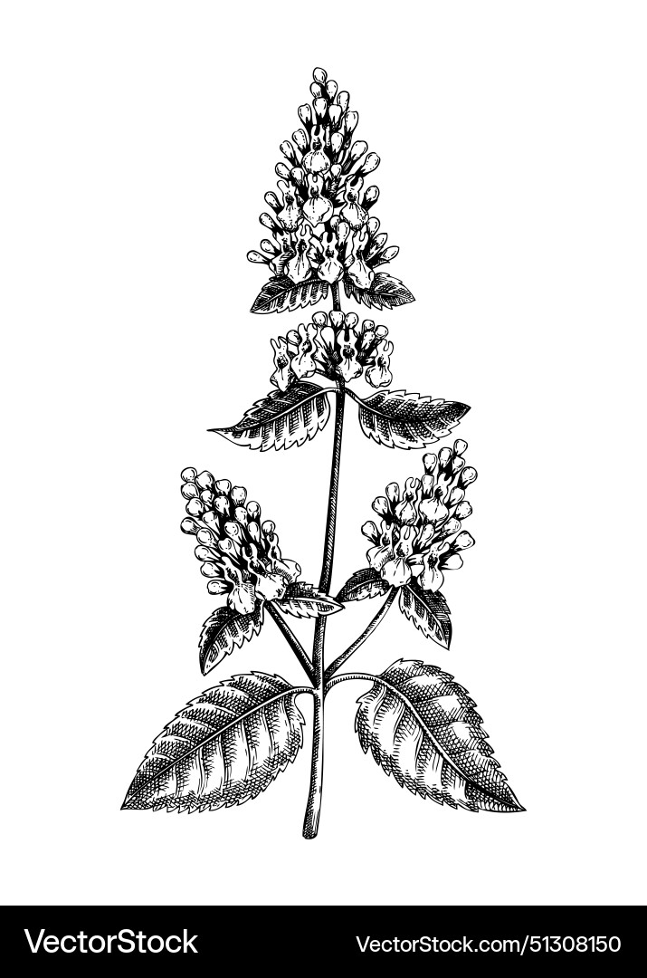 Catnip sketch apothecary plant drawing herbal Vector Image