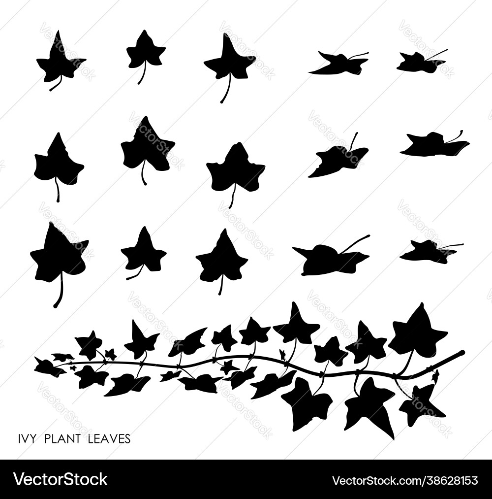 Black Ivy Leaf Silhouettes Vector Image