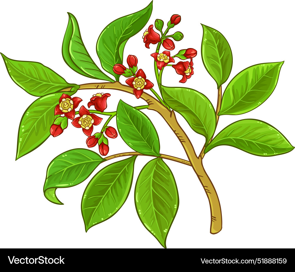 Sandalwood branch colored detailed Sandalwood branch colored detailed vector image