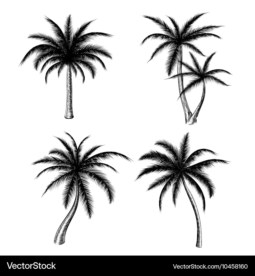 Palm Tree Sketch Set - Tropical Vibes vector image