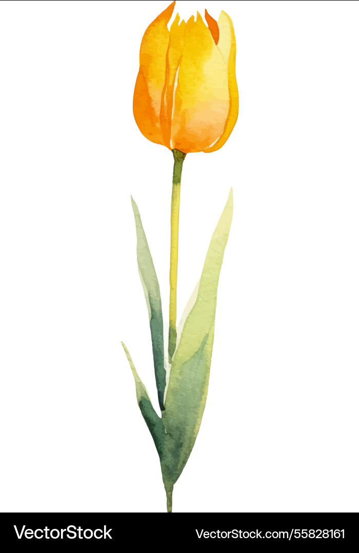Watercolor painted tulip flower hand drawn design Watercolor painted tulip flower hand drawn design vector image