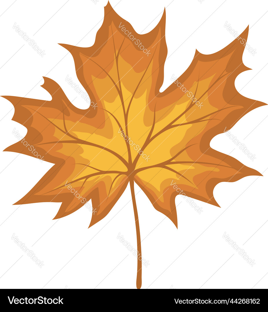 Maple autumn leaf Royalty Free Vector Image - VectorStock