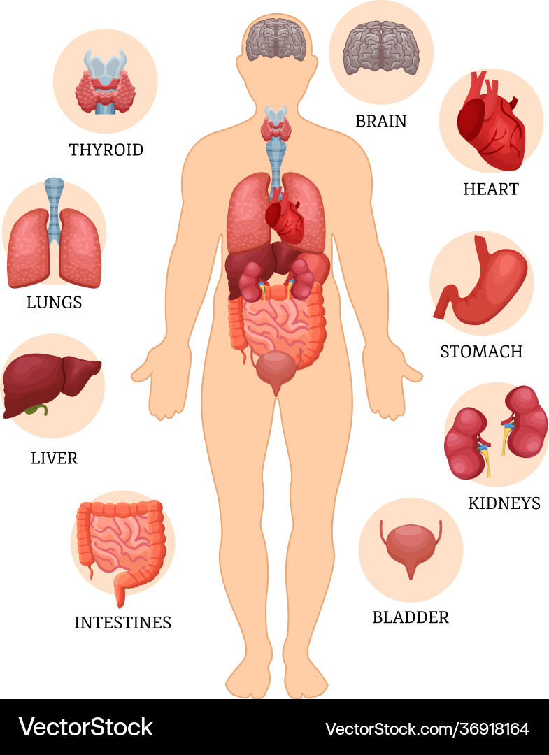 Visual scheme structure man and human Vector Image