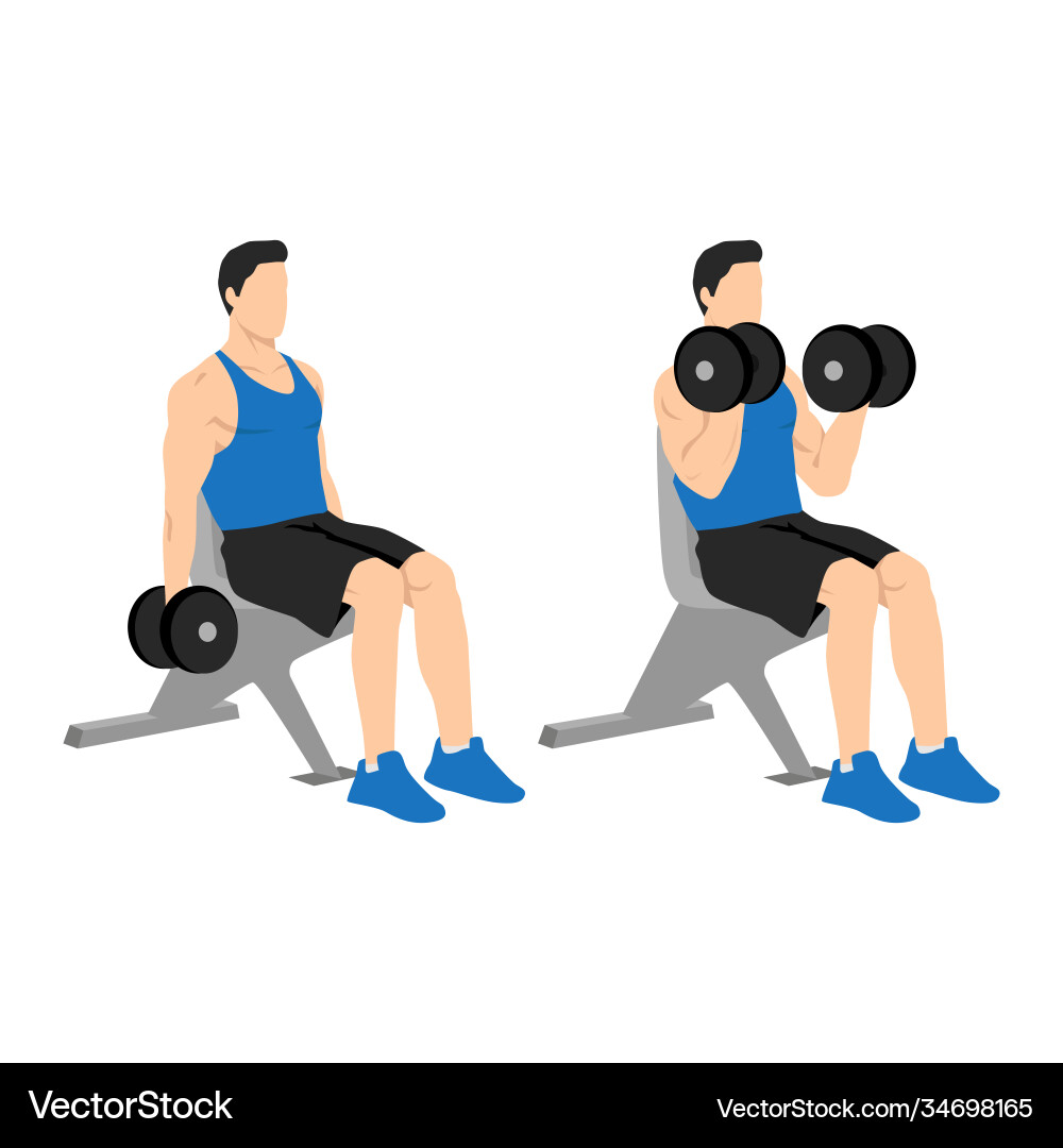 Man doing seated dumbbell bicep curls exercise Man doing seated dumbbell bicep curls exercise vector image