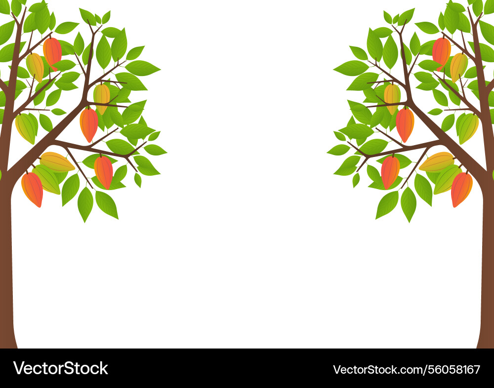 Cocoa tree with fruits Vector Image