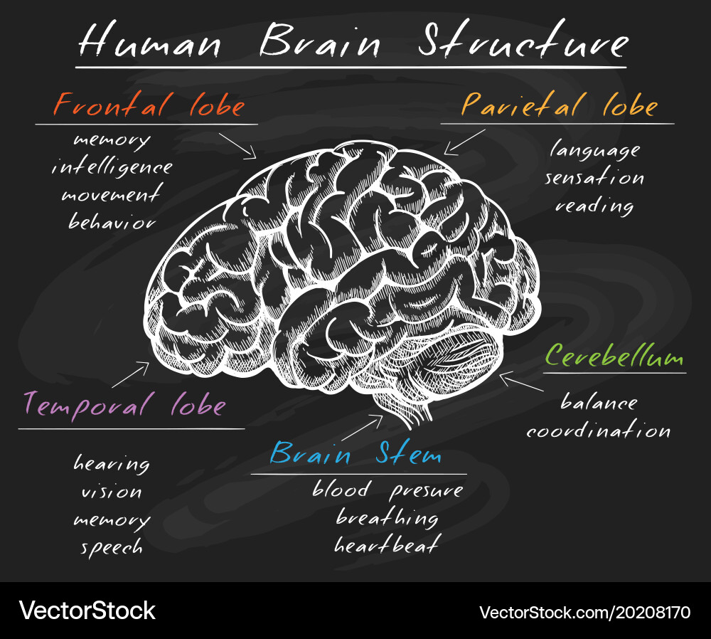 Brain bug chalk. Мозг биология. мозг на доске. brain structure. biology brain.