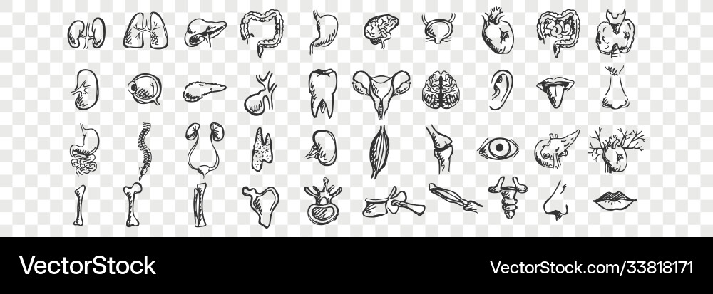Human organs doodle set Royalty Free Vector Image
