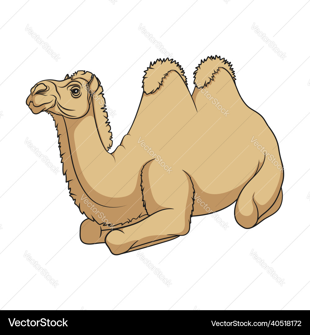 Color with a bactrian camel Color with a bactrian camel vector image