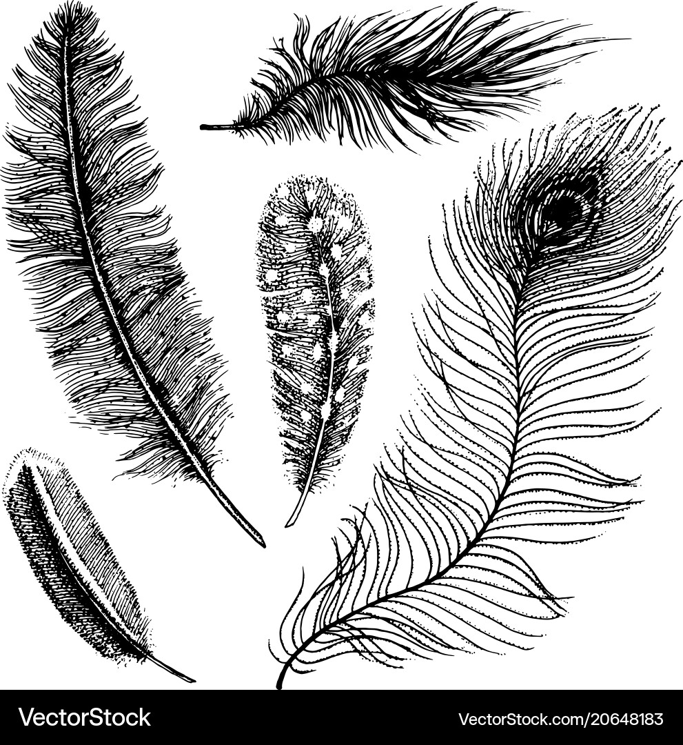 Set of rustic realistic feathers different Set of rustic realistic feathers different vector image