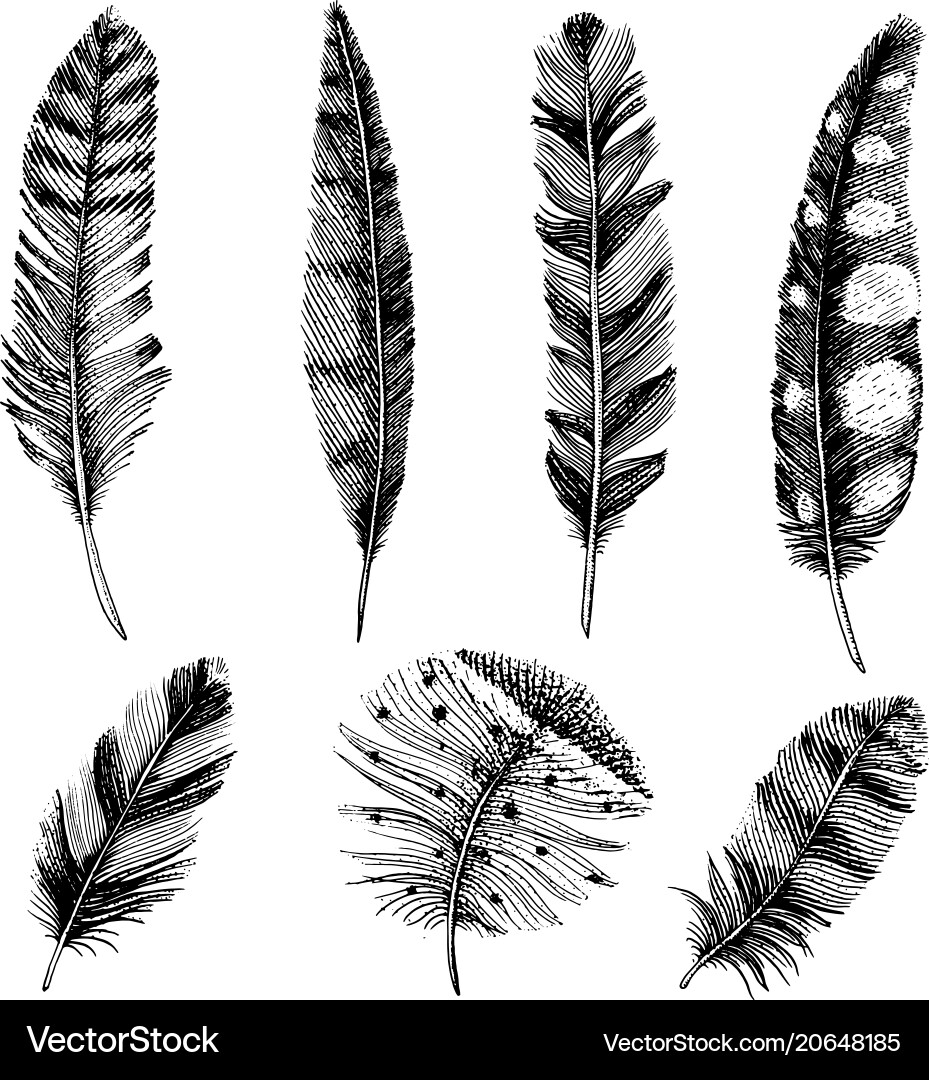 Set of rustic realistic feathers different Set of rustic realistic feathers different vector image