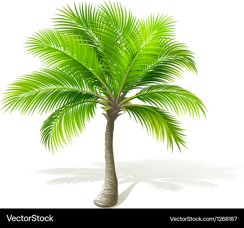 Isolated Palm Tree with Shadow vector image