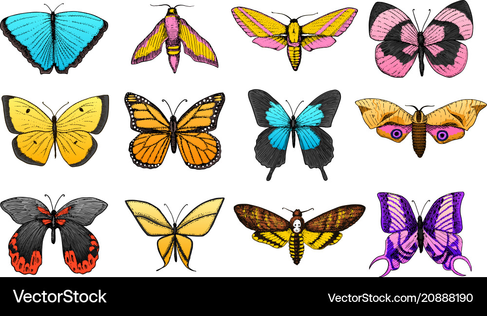 Collection of colorful butterfly or wild moths Collection of colorful butterfly or wild moths vector image