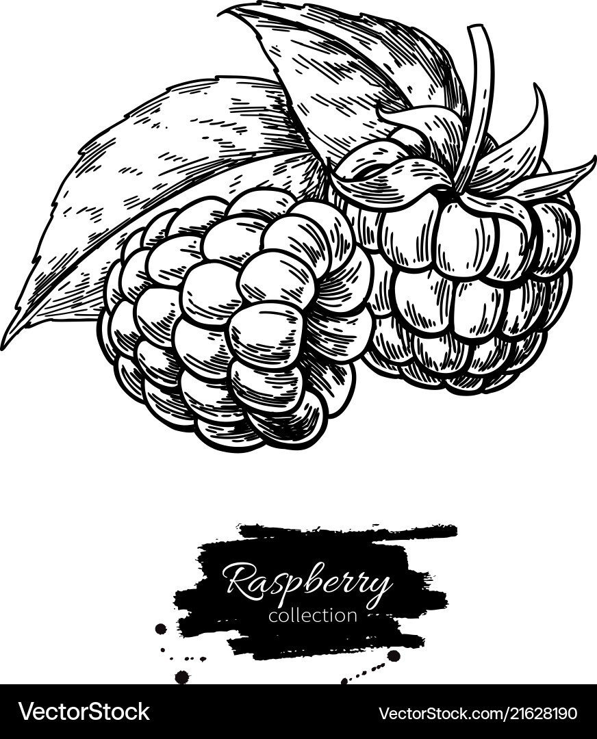 Raspberry Branch Sketch vector image