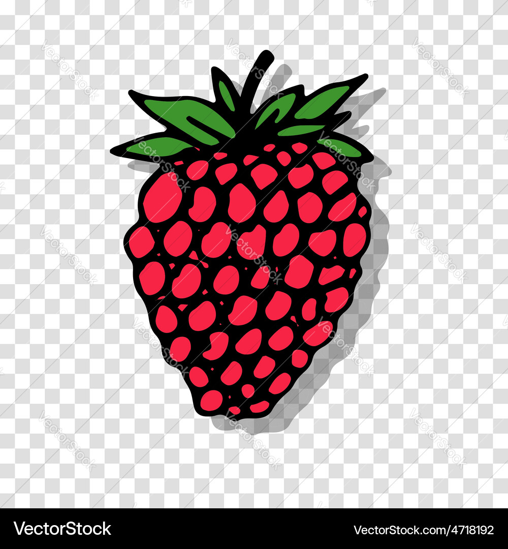 Raspberry sketch on transparent background Vector Image