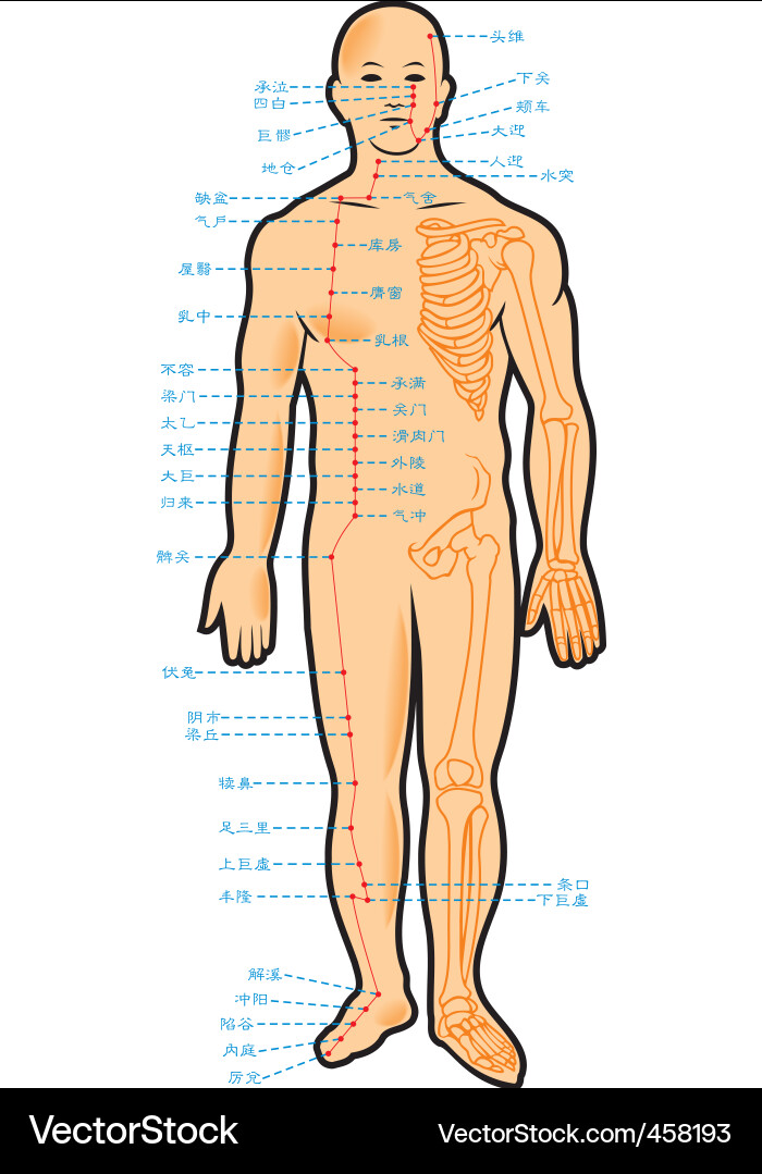 Acupuncture Meridians Vector Images (over 210)