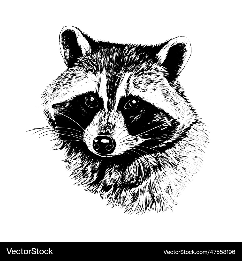 Raccoon drawing isolated hand drawn engraved style Raccoon drawing isolated hand drawn engraved style vector image