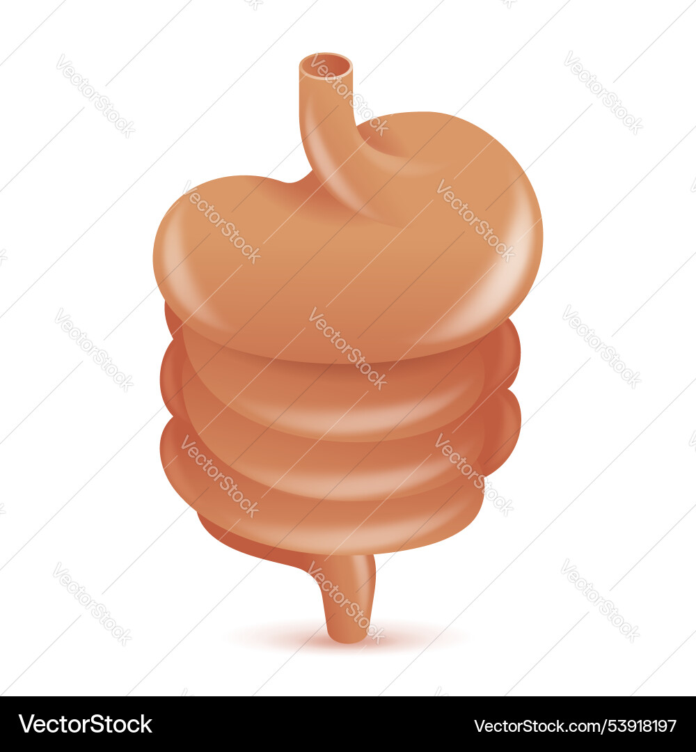 Digestive system anatomic icon in 3d style Digestive system anatomic icon in 3d style vector image