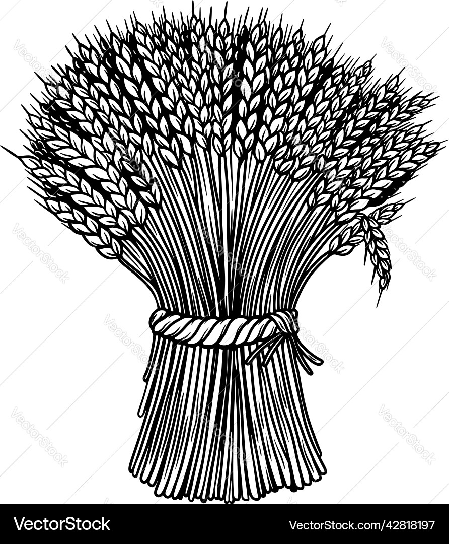 Sheaf of wheat in engraving style design element Sheaf of wheat in engraving style design element vector image