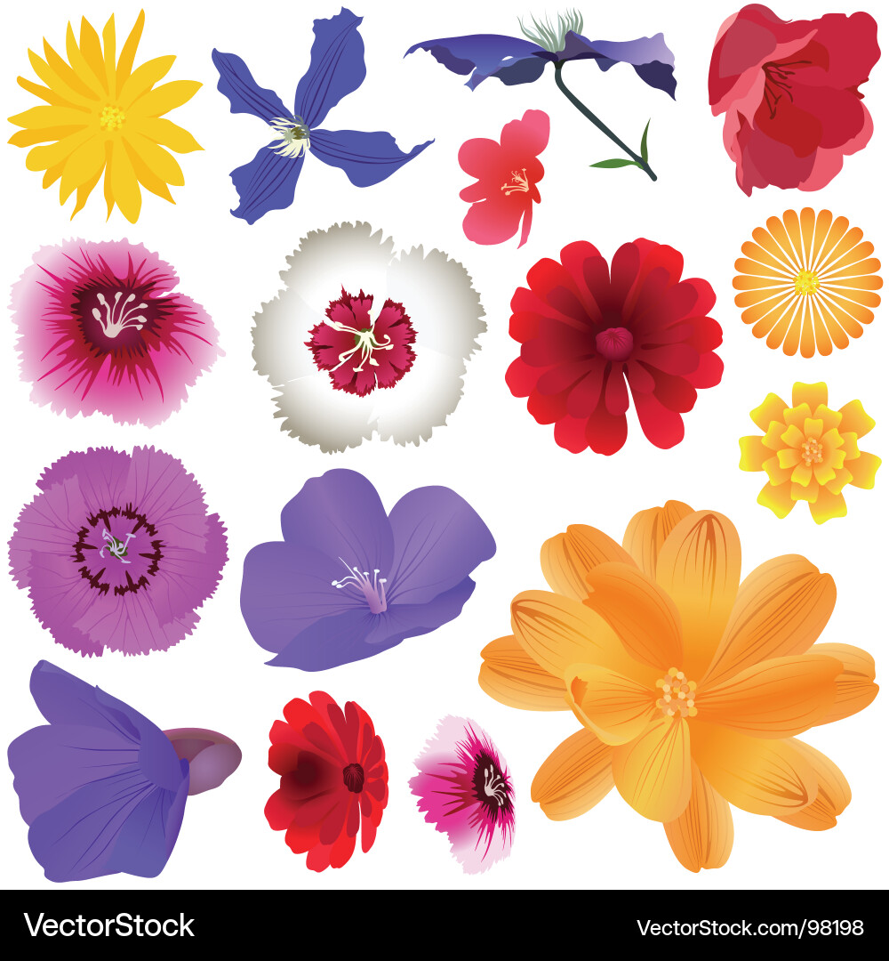 Vibrant Garden Flowers Vector Image