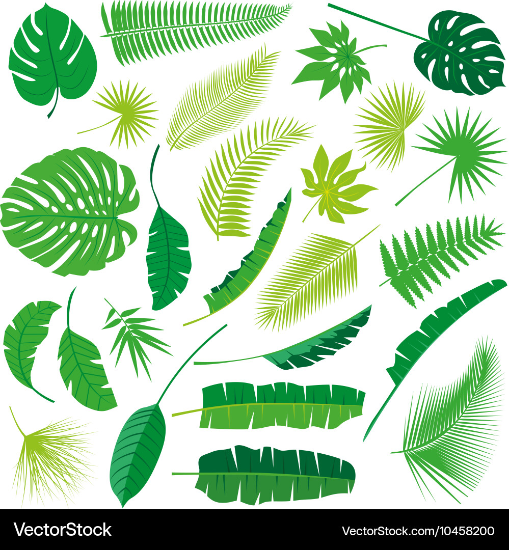 Tropical Leaf Collection - Isolated Vector Image