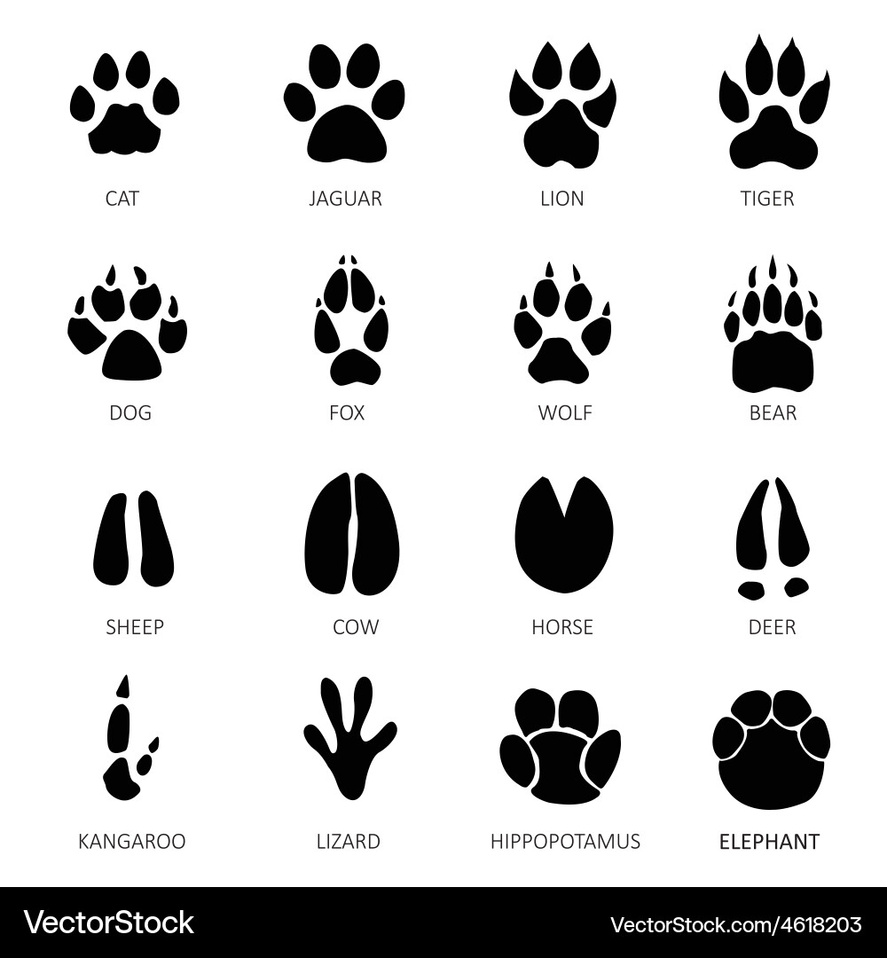 Animal Footprints on White Background Vector Image
