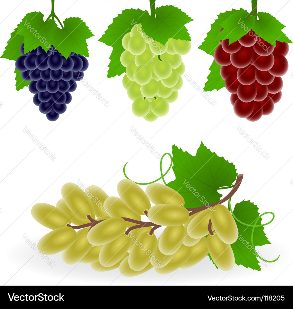 Grape Vector Image