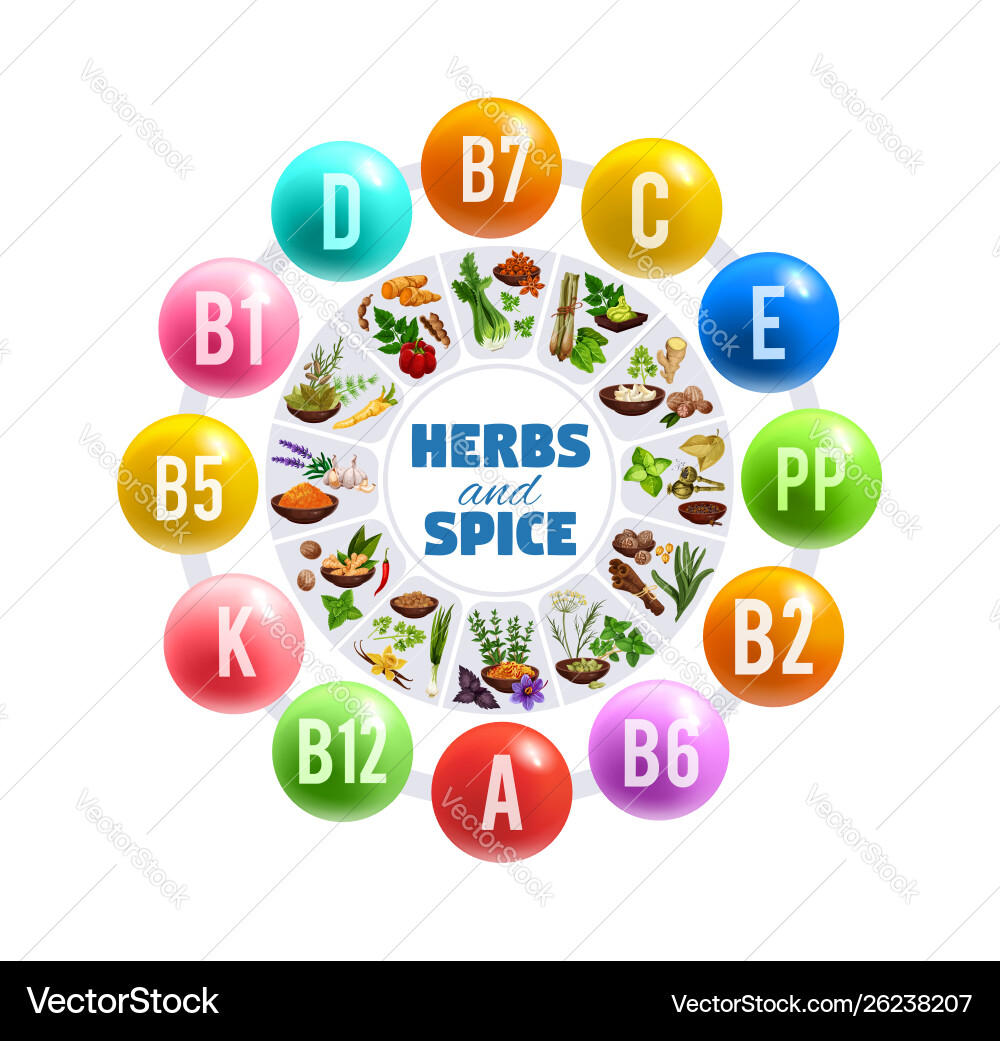 Basil herbs vanilla and pepper spices vitamins Basil herbs vanilla and pepper spices vitamins vector image