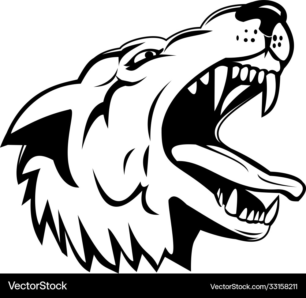 Head an aggressive and angry gray wolf grey vector image