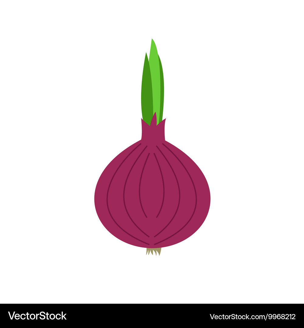 Red onion Vector Image