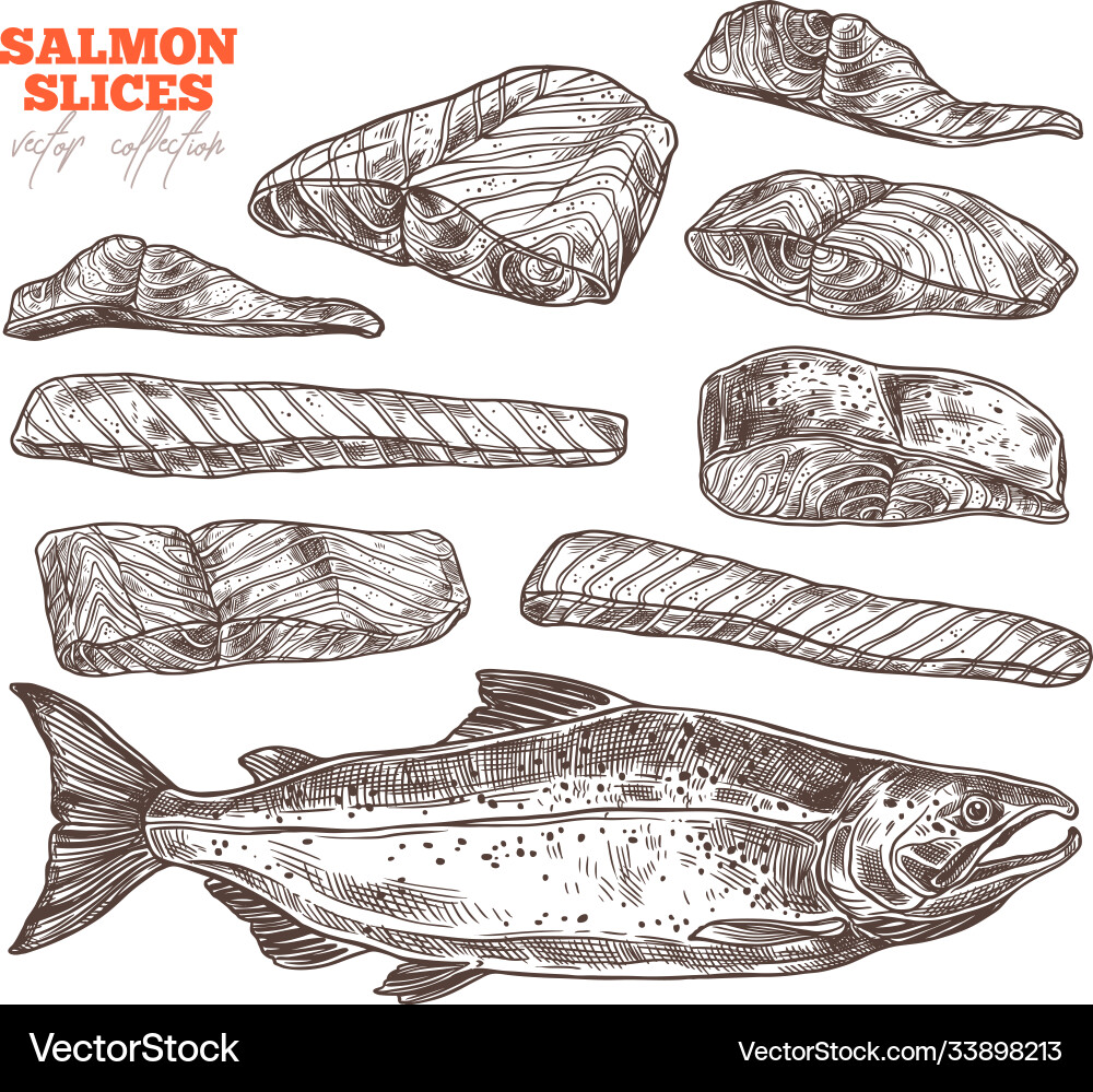 Salmon slices hand drawn set vector image