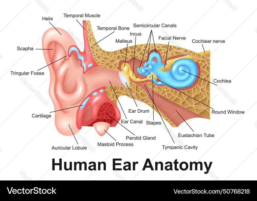 Human ear detailed anatomy Royalty Free Vector Image