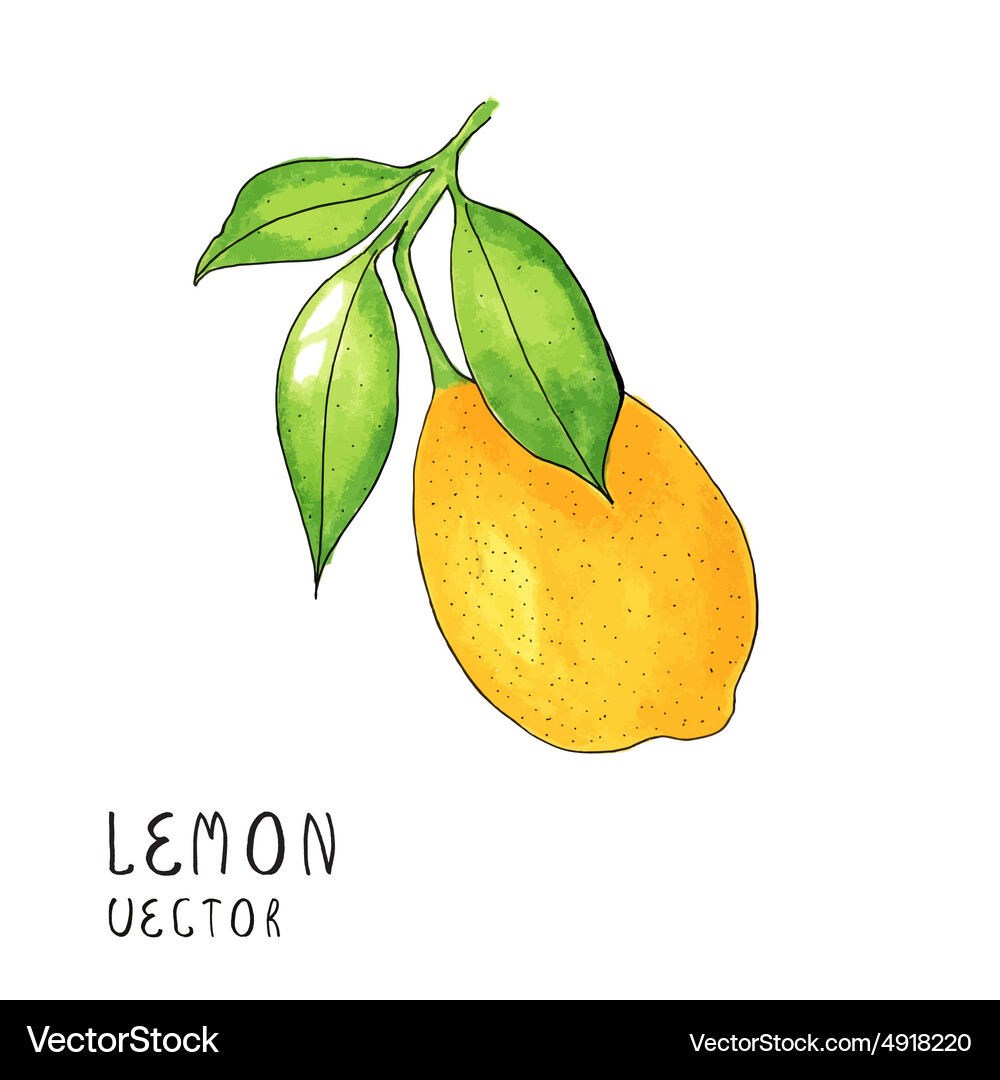 Lemon tree branch watercolor painting on white Vector Image