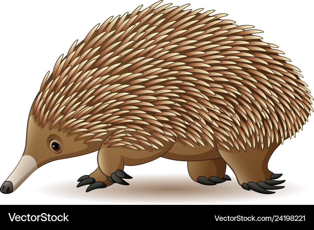 Echidna isolated on white background Royalty Free Vector