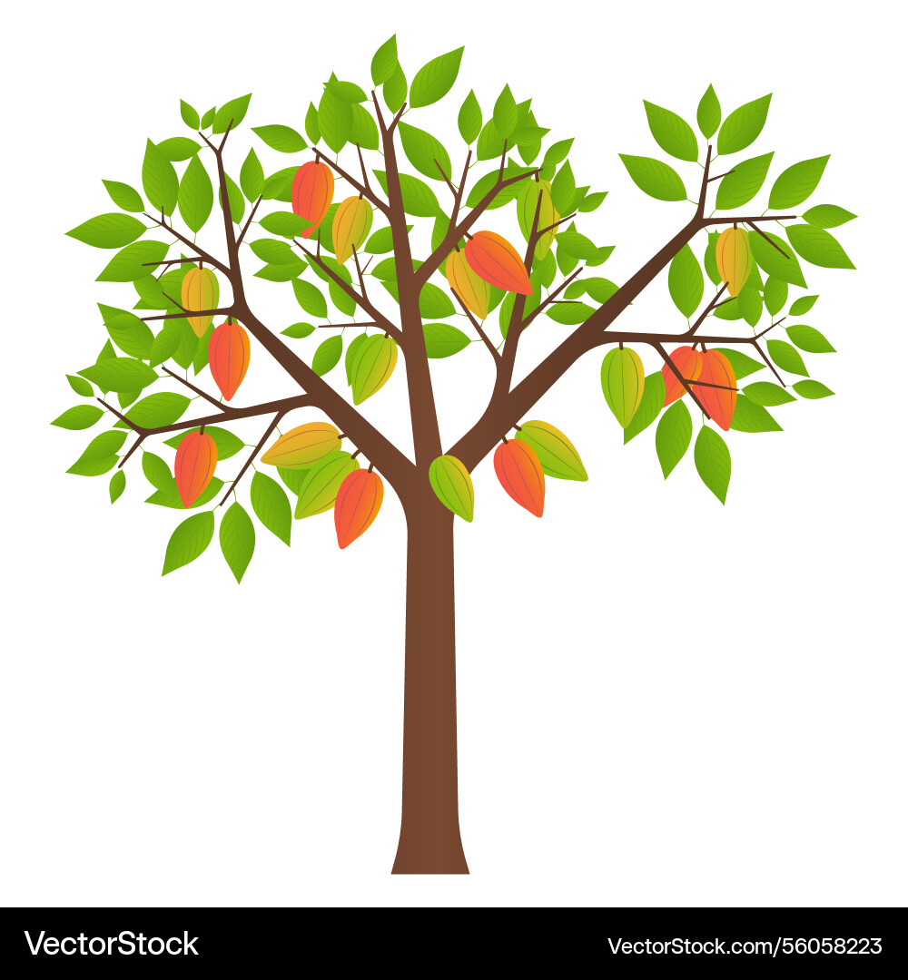Cocoa tree with fruits Vector Image