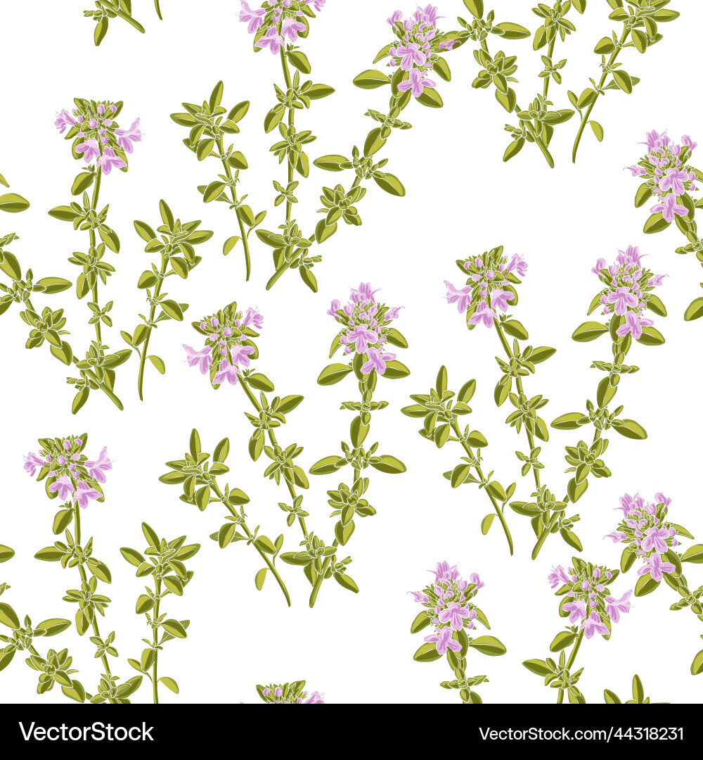 Drawing seamless pattern with wild thyme Drawing seamless pattern with wild thyme vector image