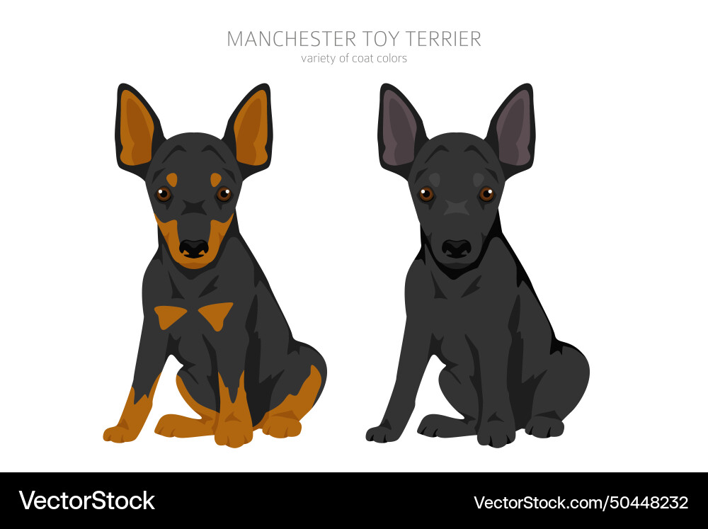 Manchester Spielzeug terrier Welpe Clipart anders Manchester Spielzeug terrier Welpe Clipart anders vektorbild