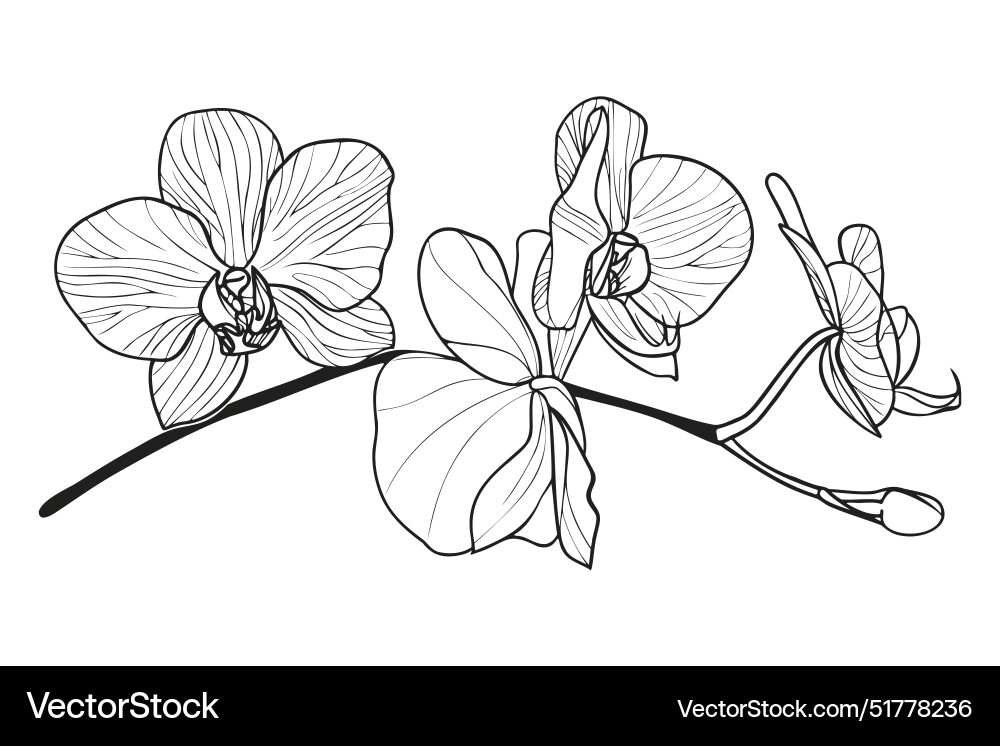 Outline orchid flower branch hand drawn sketch Vector Image