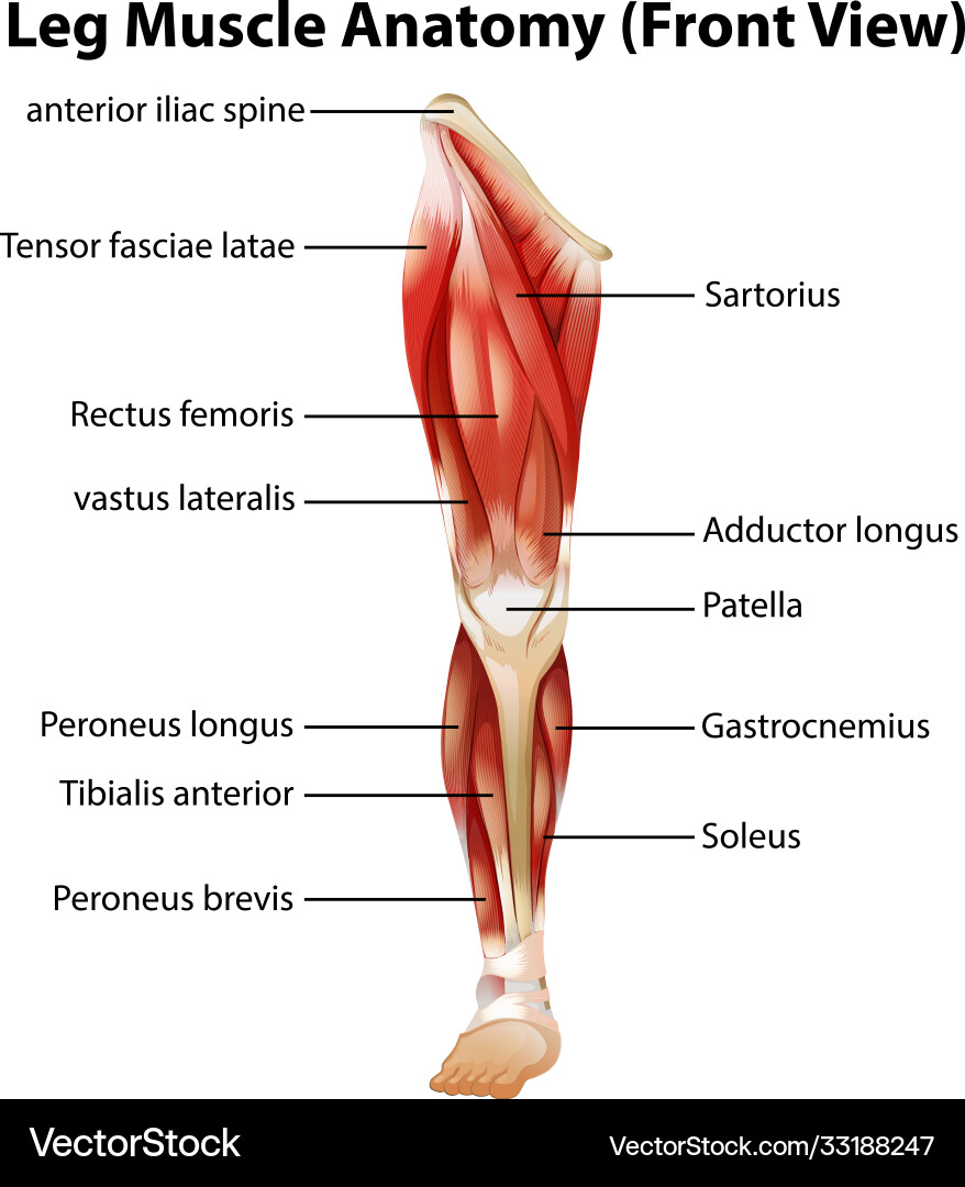 Leg muscle anatomy front view Leg muscle anatomy front view vector image