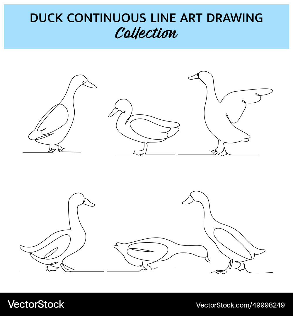 Set of duck line design decorative elements Set of duck line design decorative elements vector image