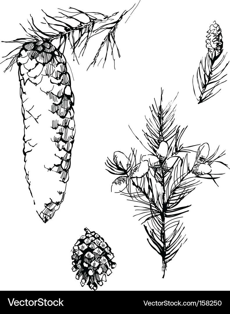 Details Fir Cone Sketch Vektorbild