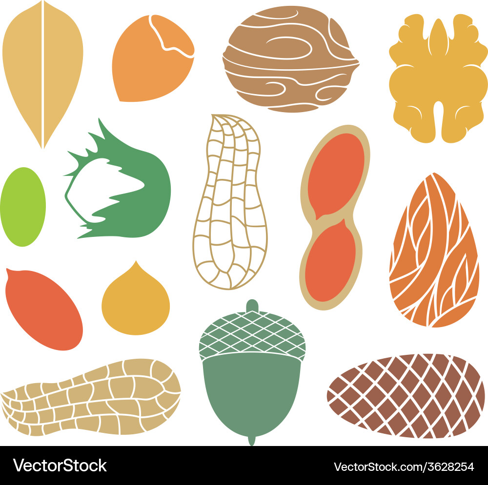 Nut Collection Icon Set vector image