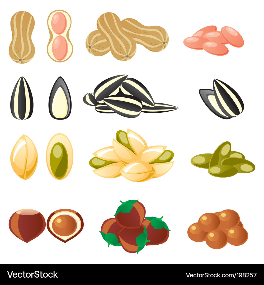 Assorted Nuts Collection Vector Image