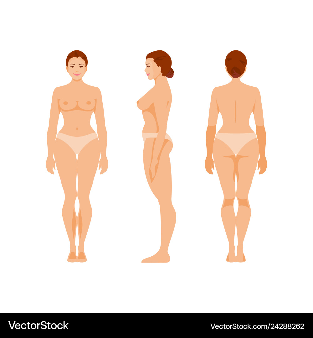 Human Anatomy - Front, Back \u0026 Side Views – Royalty-Free Vector | VectorStock, image size:1000x1080