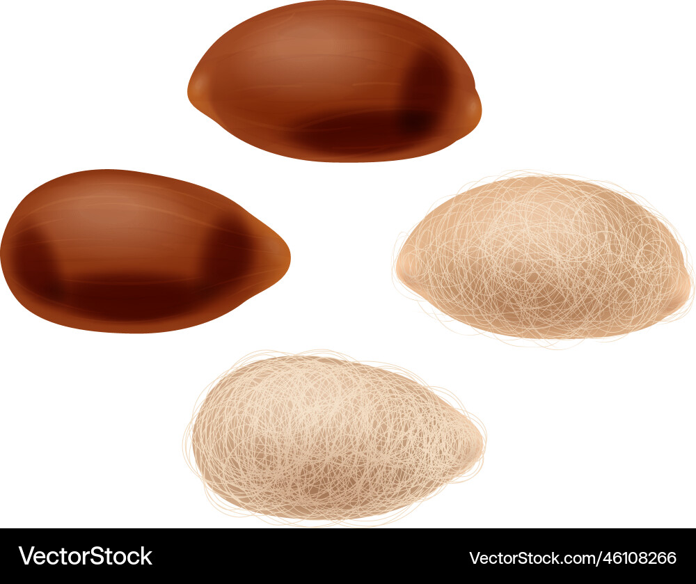 Cotton seed realistic composition Royalty Free Vector Image