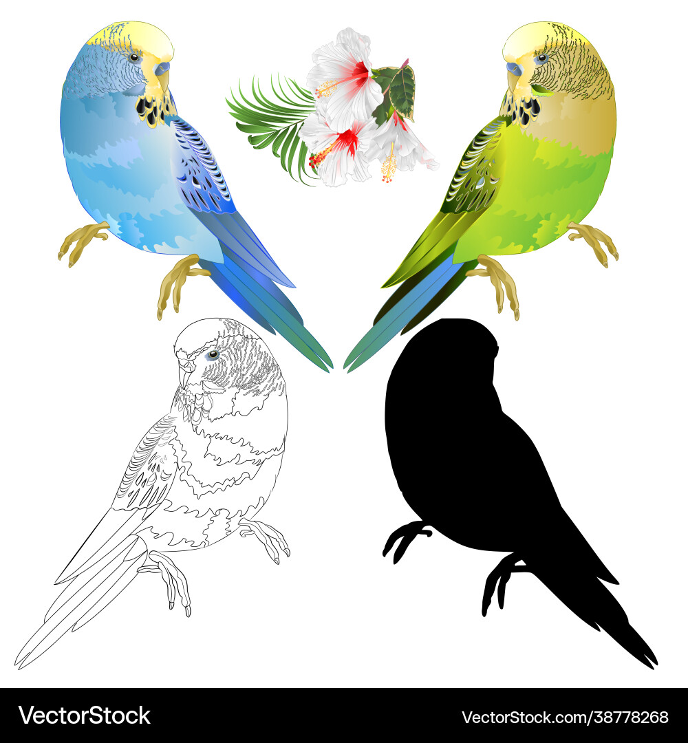 Blau und grün parakeet budgerigar home pet Blau und grün parakeet budgerigar home pet vektorbild