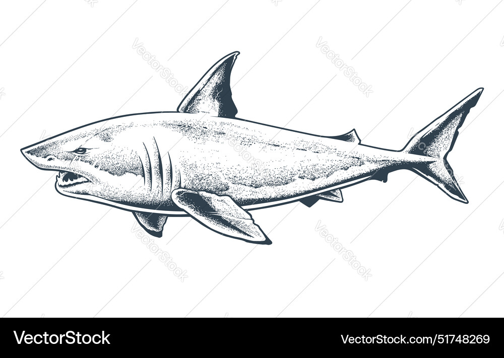 Great white shark isolated Royalty Free Vector Image